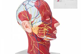 Gefäßmodell des Kopfes Menschliche Anatomie Gehirn Modell 225 x 115 x 281 mm, Anatomie Skelett Halbzerlegtes Modell, Modell des Stamms für Schulungen, Werkzeuge, Medizinische Lernbedarf