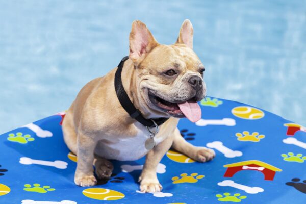 Bestway Luftmatratze für Hunde Fetchin' Fun 142 x 95 cm – Bild 3